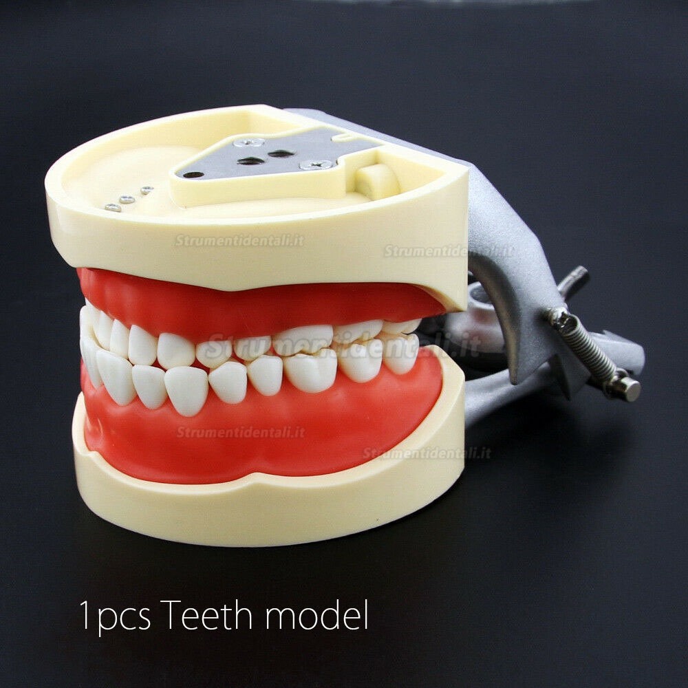 Resina simulazione denti modelli per dentista preparazione esame insegnamento